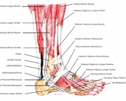 KB Testimonial: Ankle Osteoarthritis